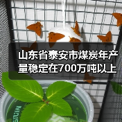 山东省泰安市煤炭年产量稳定在700万吨以上 山东省泰安市煤炭年产量稳定在700万吨以上