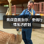 焦煤盘面涨停，冬储行情虽迟但到