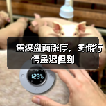 焦煤盘面涨停，冬储行情虽迟但到