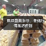 焦煤盘面涨停，冬储行情虽迟但到