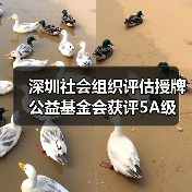 深圳社会组织评估授牌 公益基金会获评5A级