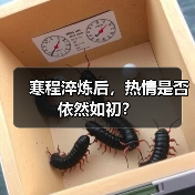 寒程淬炼后，热情是否依然如初？
