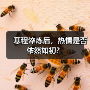 寒程淬炼后，热情是否依然如初？