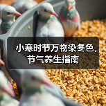 小寒时节万物染冬色,节气养生指南 小寒时节万物染冬色,节气养生指南