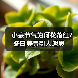 小寒节气为何花落红？冬日美景引人遐思